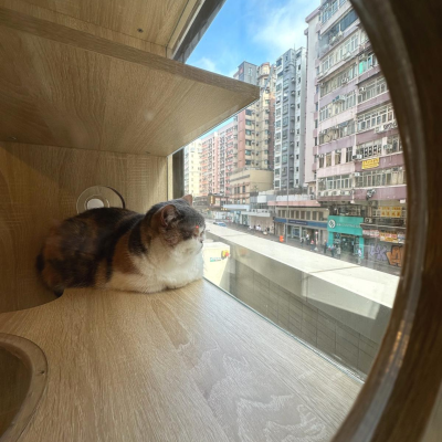 貓在貓酒店的房間裡